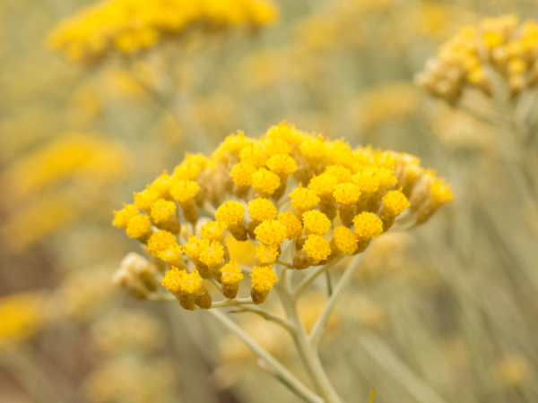La Saveur du Moment : Le Sirop de MONIN Saveur Fleur d'Immortelle